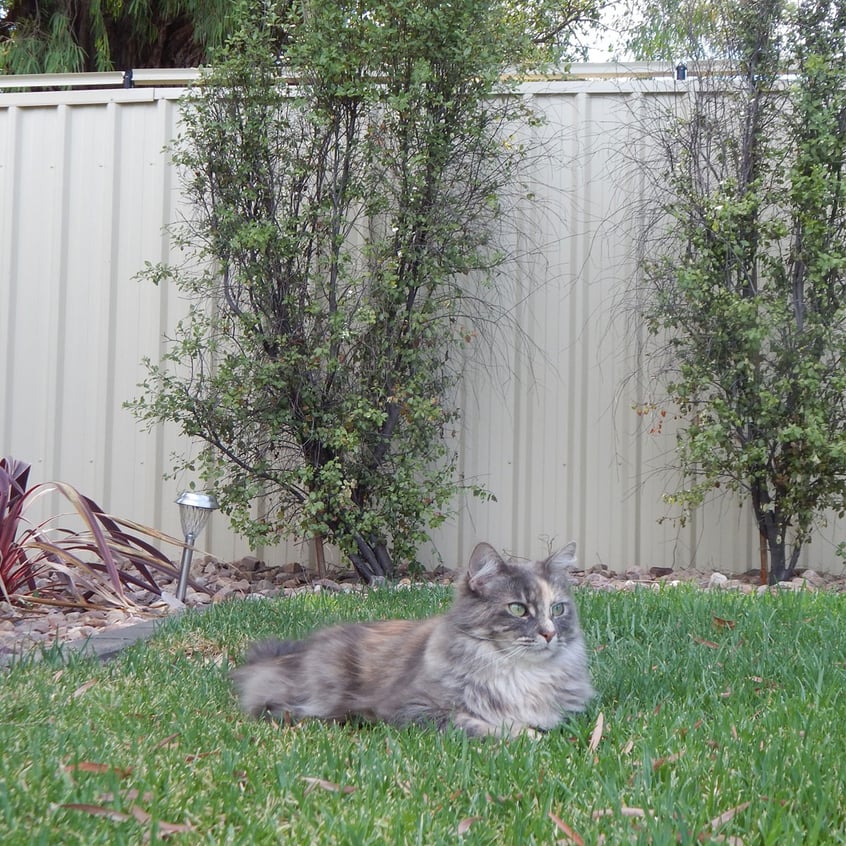 Oscillot Cat Containment System 05